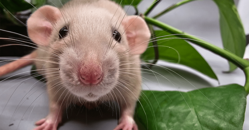 A close-up image of a curious rat with grayish-brown fur and a pink nose, peering into the camera. The rat, from an ethical breeder, is surrounded by green leaves of a plant, creating a vibrant contrast against its fur. The background is blurred, with green foliage prominently visible.