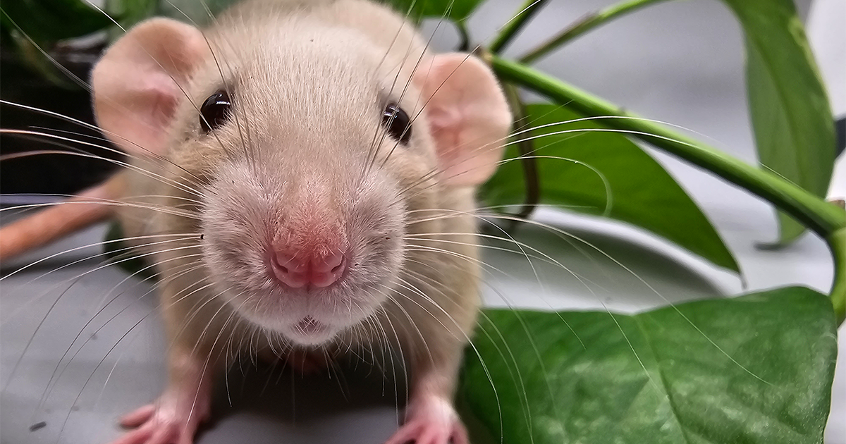 A close-up image of a curious rat with grayish-brown fur and a pink nose, peering into the camera. The rat, from an ethical breeder, is surrounded by green leaves of a plant, creating a vibrant contrast against its fur. The background is blurred, with green foliage prominently visible.