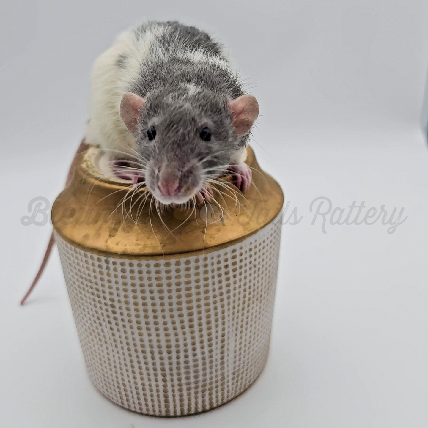 A rat with a black and white coat sits on a golden, patterned container against a pristine white background. Its whiskers are prominent as it looks toward the camera, showcasing the quality prized by BTR breeders.