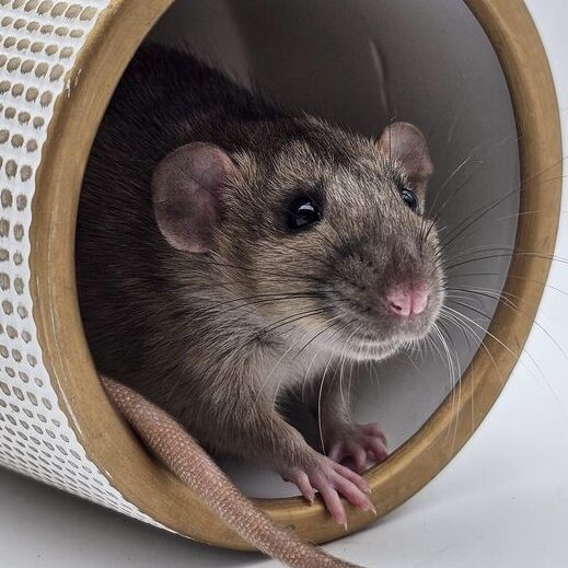 An agouti rat, from BTR breeders, peeks out from inside a round, white and gold-patterned tube. Its whiskers are prominent, and its tail extends out behind it. The background is a plain, light color.