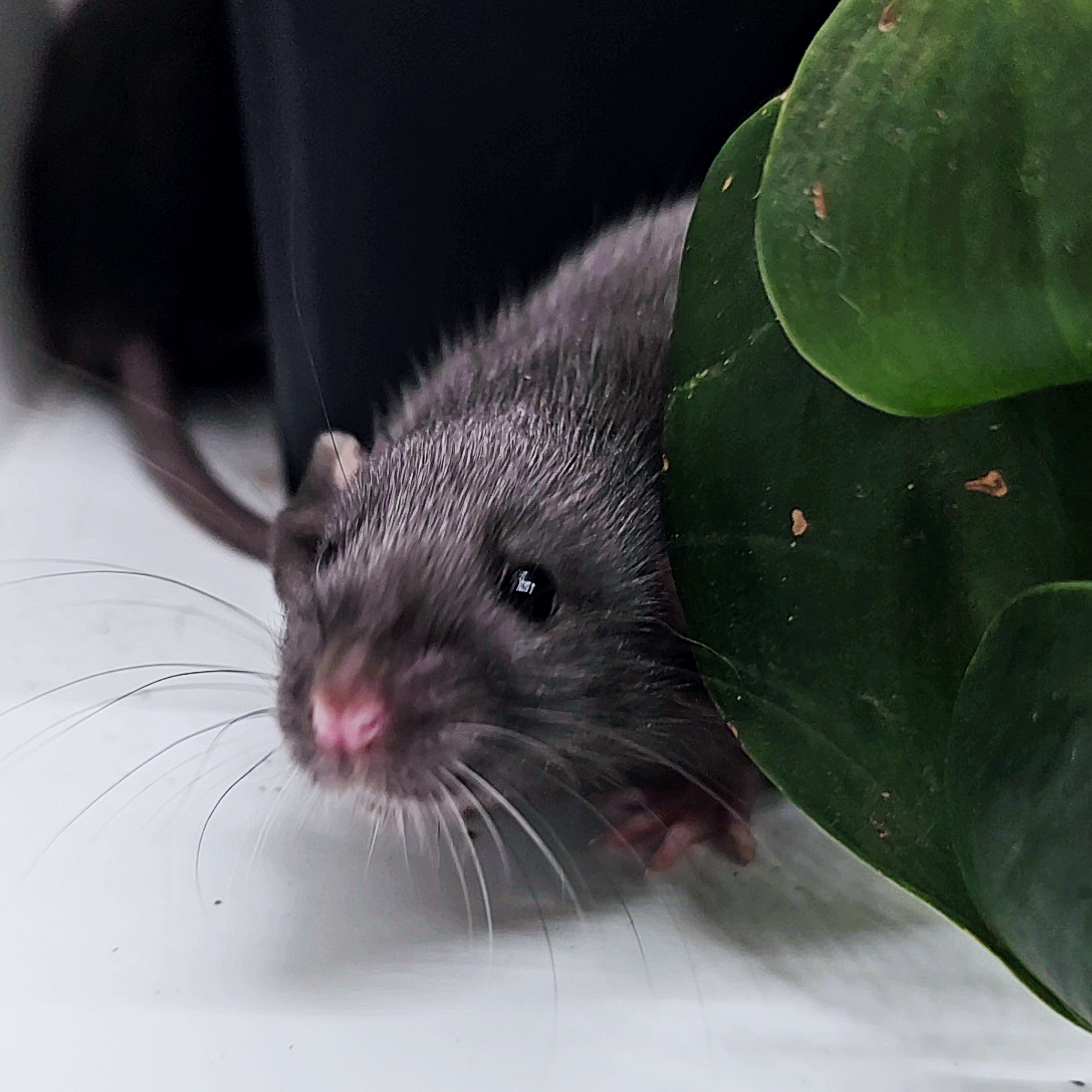 A black silvermane rat with long whiskers, often sought after by BTR breeders, peeks out from behind green leaves on a white surface.