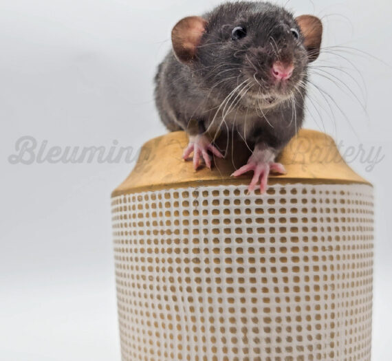 A small black rat, courtesy of BTR breeders, with a pink nose and whiskers sits atop a textured cylinder in a light-colored room. The surface of the cylinder boasts a checkered pattern with a smooth, wooden top.