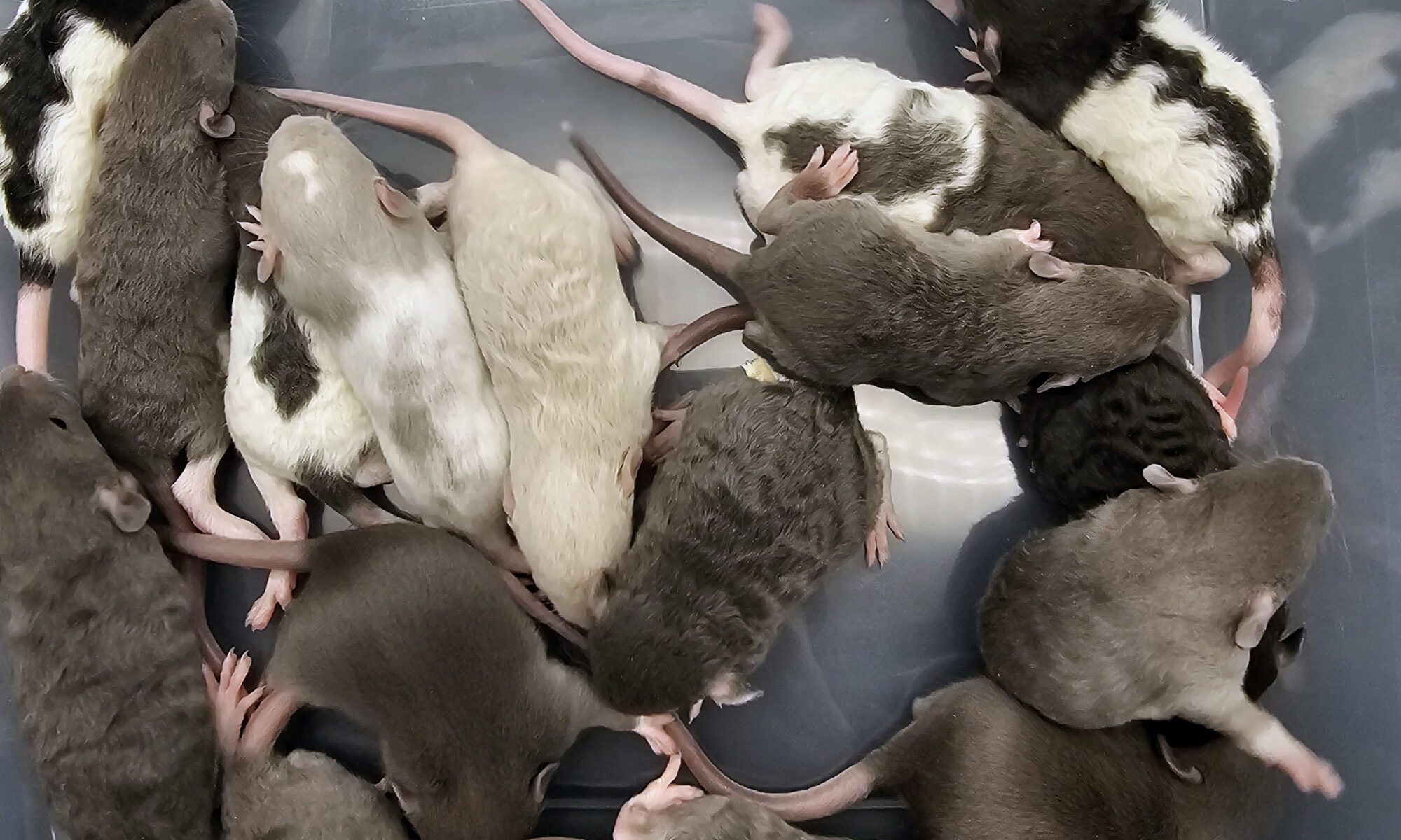 A group of small mice with various fur colors—black, gray, white, and spotted—are huddled together in a transparent container. Calm and resting closely together, they resemble potential pet food ingredients ready to be included in a balanced diet for some animals.