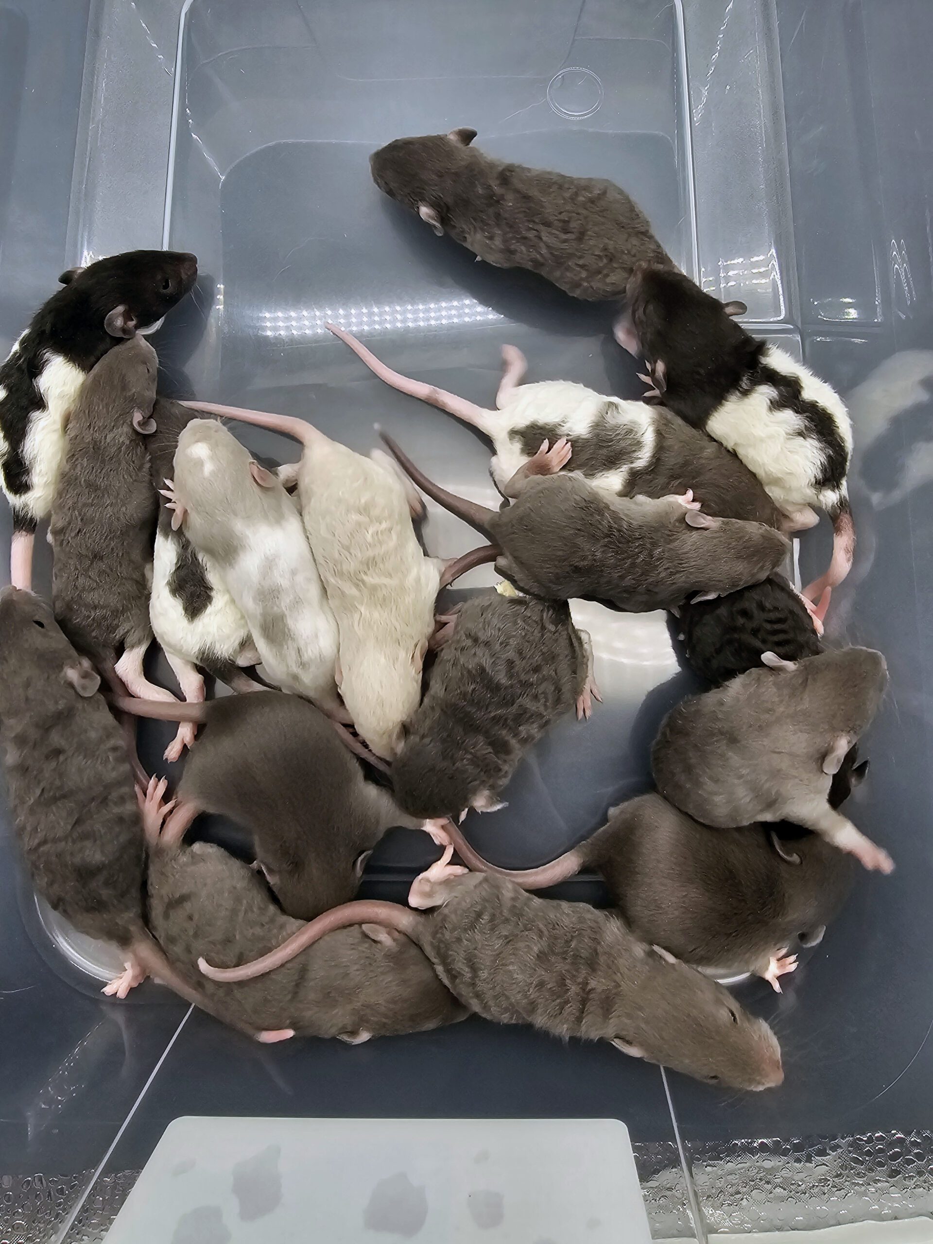 A group of small mice with various fur colors—black, gray, white, and spotted—are huddled together in a transparent container. Calm and resting closely together, they resemble potential pet food ingredients ready to be included in a balanced diet for some animals.