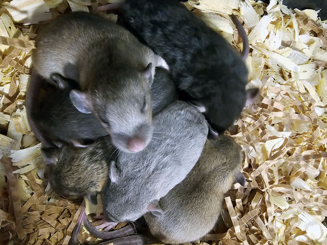 A group of baby mice, resembling tiny velveteen creatures, cuddle on a bed of wood shavings. Their soft, fine fur in shades of brown, gray, and black makes them appear cozy as they rest closely in a small pile.