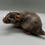 A brown rat with a smooth coat and long whiskers stands on a light surface. The rat's thin, pink tail extends behind it and its ears are perked up. The background is plain and unfocused, showcasing the quality often sought by BTR breeders.