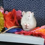 A white rat with a pink nose and whiskers is sitting on a wooden surface. Surrounded by colorful flowers and decorations, the curious rat looks up attentively. The background features a dark blue cloth with white polka dots, adding to the whimsical scene.