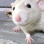 A close-up photo of a white rat with pink ears and a small pink nose. The rat is standing on a wooden surface, looking directly at the camera. In the bottom left corner, there is a green logo with a white rat icon and small flower accents, adding charm to the scene.